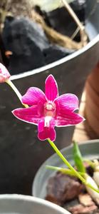 Dendrobium Dalvey