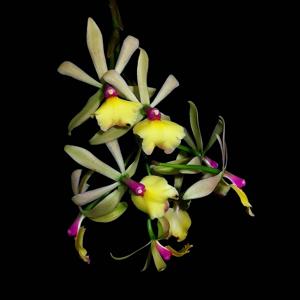 Epicatrandra René Marqués-emarginata