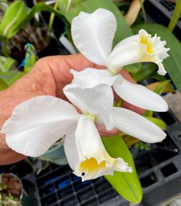 Cattleya Henrietta Japhet