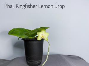 Phalaenopsis Kingfisher's Lemon Drop
