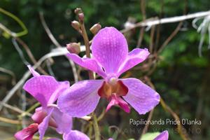 Papilionanda Pride O'Lanka