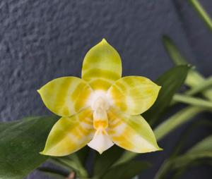 Phalaenopsis Mituo Reflex King