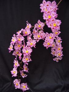 <i>Oncidopsis</i> Teipels Yowa