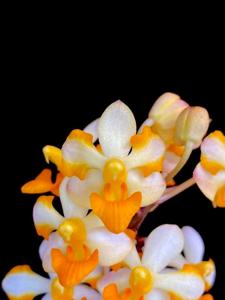 Vandaenopsis Pulcherrimin