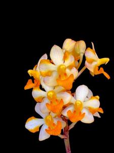 Vandaenopsis Pulcherrimin