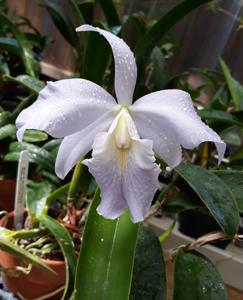 Cattleya Hsinying Max-walker