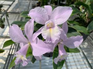 Cattleya Sea Siren