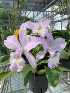 Cattleya Sea Siren