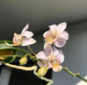 Phalaenopsis Liu's Star Dusts