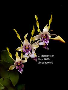 Dendrobium Morning Star