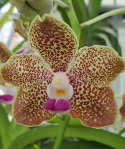 Vanda Katherine Gillis Hatos