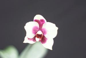 Phalaenopsis Sang Surya