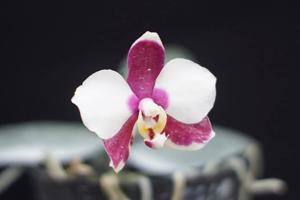 Phalaenopsis Sang Surya