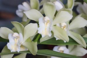 Cymbidium White Lady