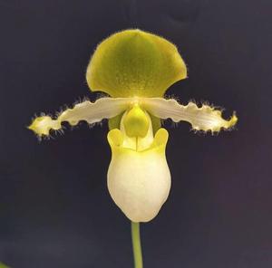 Paphiopedilum Avalon Mist