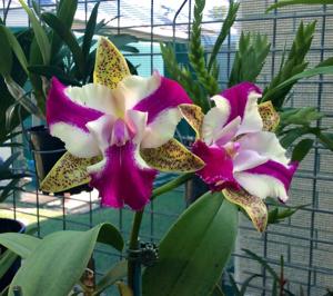 Cattleya Netrasiri Beauty