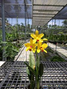 Rhyncholaeliocattleya Haw Yuan Moon