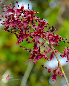 Dendrobium J. Eka Priyatma