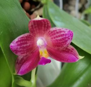 Phalaenopsis javanica-Samera