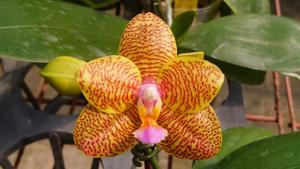 Phalaenopsis Zheng Min Gnu