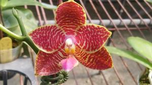 Phalaenopsis Zheng Min Gnu