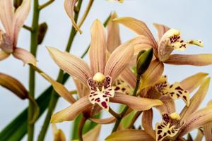 Cymbidium Pakkret Horizon