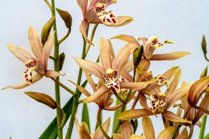 Cymbidium Pakkret Horizon