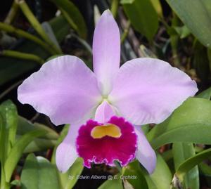 Cattleya Cornelia (1893)