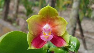 Phalaenopsis Zheng Min Lacewing