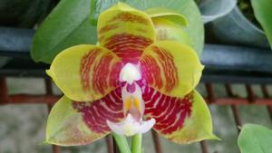 Phalaenopsis Zheng Min Lacewing