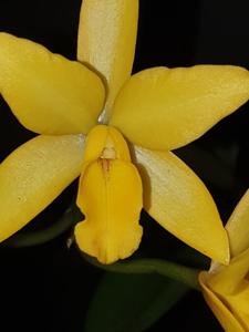 Cattlianthe Kauai Starbright