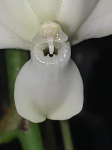 Aerangis Elro