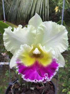 Rhyncholaeliocattleya Haadyai Delight-Mahina Yahiro