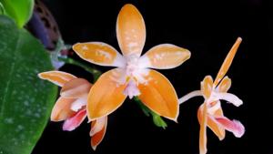 Phalaenopsis Corning-Ambo