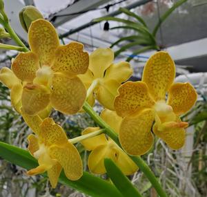 Vanda Xena