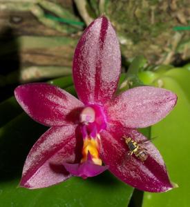 Phalaenopsis Valentinii