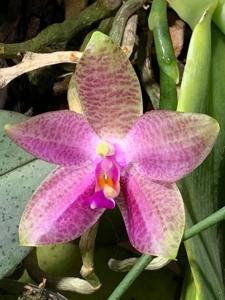 Phalaenopsis Gigabell