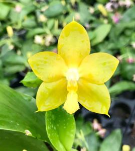 Phalaenopsis Yin's Green Jewel
