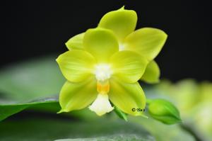 Phalaenopsis Yin's Green Jewel