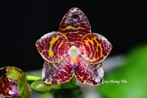 Phalaenopsis YangYang Gigan Cherry