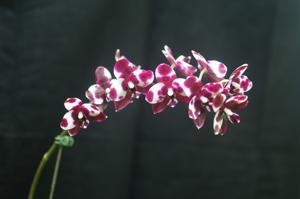 Phalaenopsis Ho's Fascinating Mirage