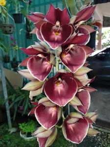 Catasetum Yum Yum Golden Sun