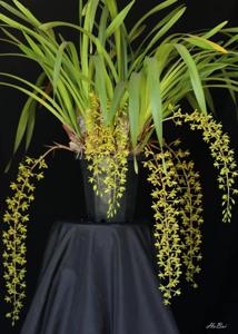 Cymbidium Kuranda