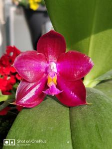 Phalaenopsis Lea Marie Salazar