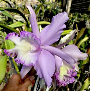 Rhyncholaeliocattleya Priscilla Howard