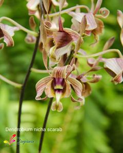 Dendrobium Nicha Scarab