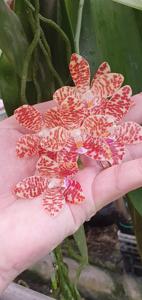 Phalaenopsis Genesis