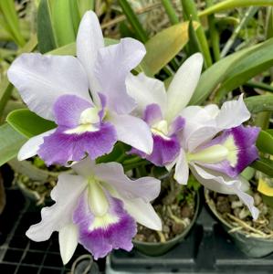 Cattlianthe Final Blue