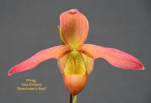 Phragmipedium Inca Embers