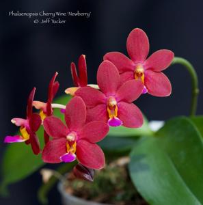 Phalaenopsis Cherry Wine